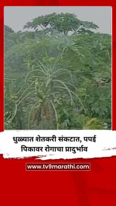 धुळ्यात शेतकरी संकटात, पपई पिकावर रोगाचा प्रादुर्भाव-1733325