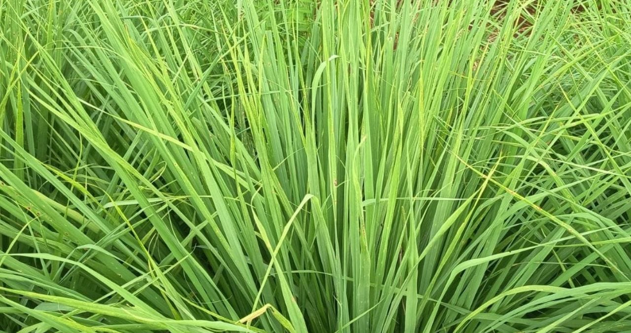 लेमन ग्रास लेमन ग्रास या झाडामध्ये लिंबूवर्गीय सुंगध असतो. या वासामुळे डास आणि साप या झाडापासून दूर राहतात. तुमच्या घराच्या गार्डनर किंवा मुख्य दरवाजाजवळ लावल्यास साप घरात येत नाही.