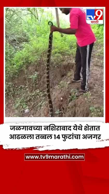 जळगावच्या नशिराबाद येथे शेतात आढळला तब्बल १४ फुटांचा अजगर-1742546