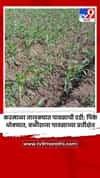 करमाळा तालुक्यात पावसाची दडी; पिके धोक्यात, बळीराजा पावसाच्या प्रतीक्षेत