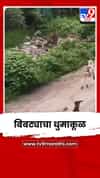 अहिल्यानगरमधील साकूरमध्ये बिबट्याचा धुमाकूळ