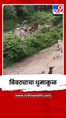 अहिल्यानगरमधील साकूरमध्ये बिबट्याचा धुमाकूळ-1727208