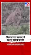 अंगावर चालून आलेल्या बिबट्याला पठ्ठ्याने दिली एकच फाईट.. अन् बिबट्याने ठोकली धूम