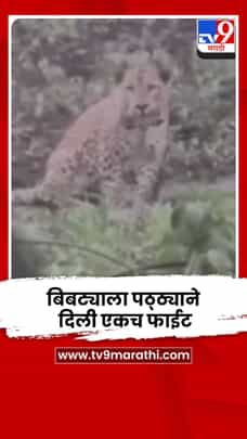 अंगावर चालून आलेल्या बिबट्याला पठ्ठ्याने दिली एकच फाईट.. अन् बिबट्याने ठोकली धूम-1727959