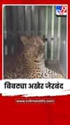 शिरुरच्या आंबळे परिसरातील बिबट्या अखेर जेरबंद