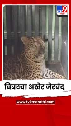 शिरुरच्या आंबळे परिसरातील बिबट्या अखेर जेरबंद-1728538