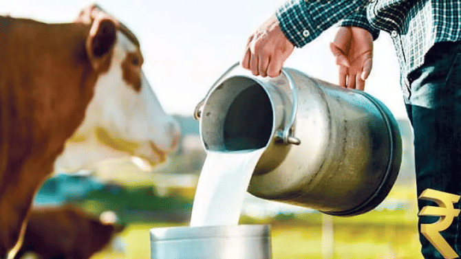 Milk Price Hike: फक्त महाराष्ट्रातच का दूधाच्या किमतीत वाढ, मोठं कारणही समोर, कधीपासून होणार दरवाढ?