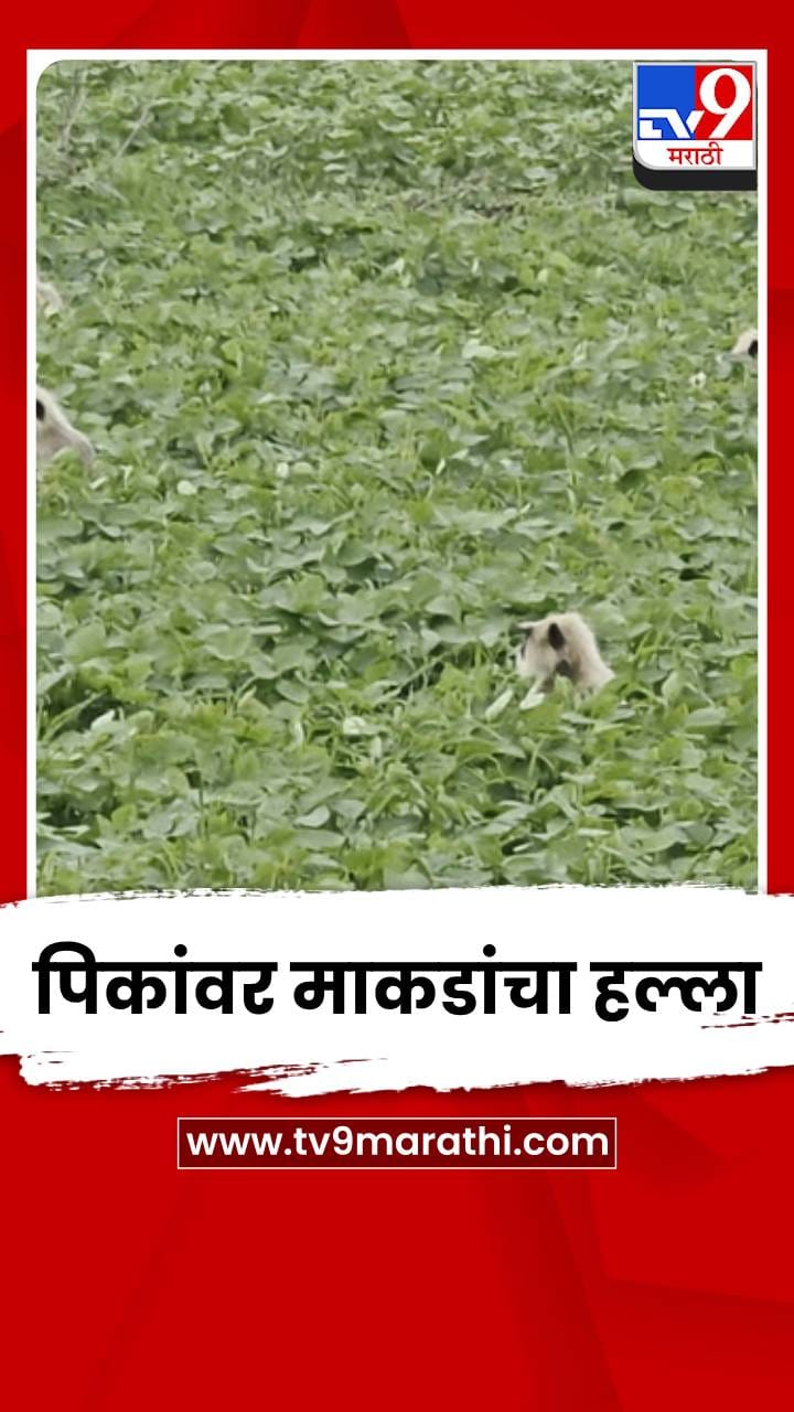 अकोल्यात सोयाबीन पिकांवर माकडांचा हल्ला; शेतकरी चिंतेत-1732429