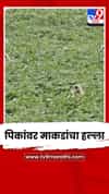 अकोल्यात सोयाबीन पिकांवर माकडांचा हल्ला; शेतकरी चिंतेत