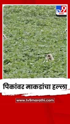 अकोल्यात सोयाबीन पिकांवर माकडांचा हल्ला; शेतकरी चिंतेत-1732429