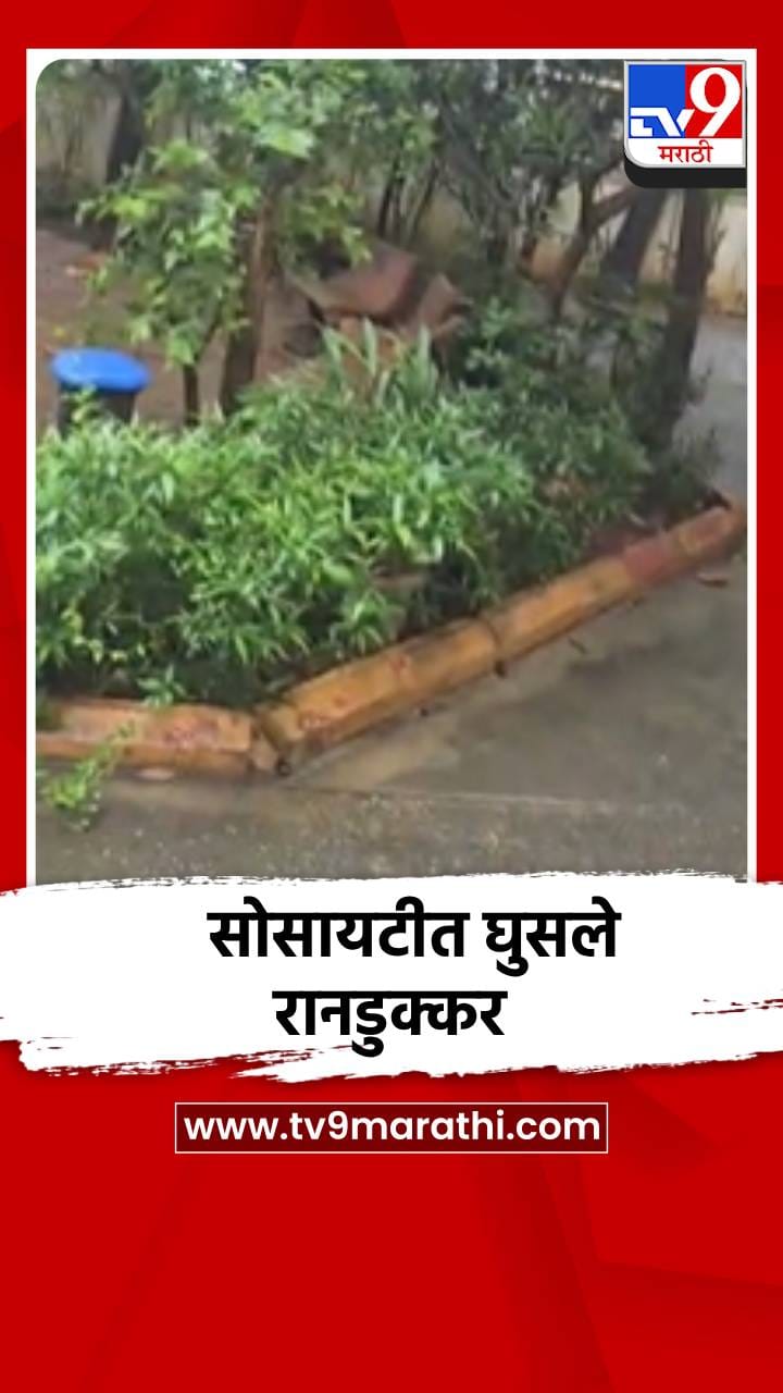 मुंबई गोरेगाव पूर्व - हार्मोनी सोसायटीत घुसले जंगली डुक्कर-1727469