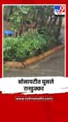 मुंबई गोरेगाव पूर्व - हार्मोनी सोसायटीत घुसले जंगली डुक्कर