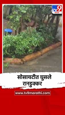 मुंबई गोरेगाव पूर्व - हार्मोनी सोसायटीत घुसले जंगली डुक्कर-1727469