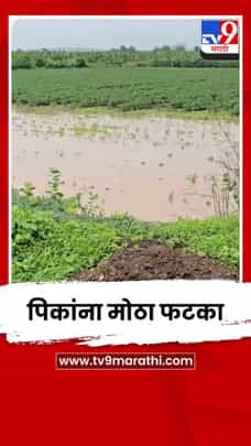 नंदुरबारमध्ये अतिमुसळधार पावसाचा पिकांना मोठा फटका-1732438