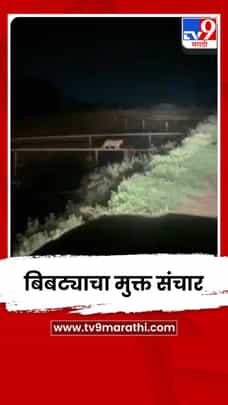 निफाडमध्ये बिबट्याचा मुक्त संचार; ग्रामस्थांमध्ये भीतीचं वातावरण-1727199