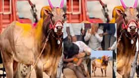 ओम्या शर्यतीचा राजा गेला..७ थार, २ स्कोर्पिओ, ३ जेसीबी, ८ ट्रॅक्टरनी दुचाकी खोऱ्याने जिंकणारा भारतकेसरी !