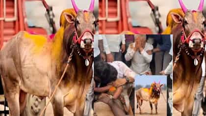 ओम्या शर्यतीचा राजा ..७ थार, २ स्कोर्पिओ, ३ जेसीबी, ट्रॅक्टर देणारा.