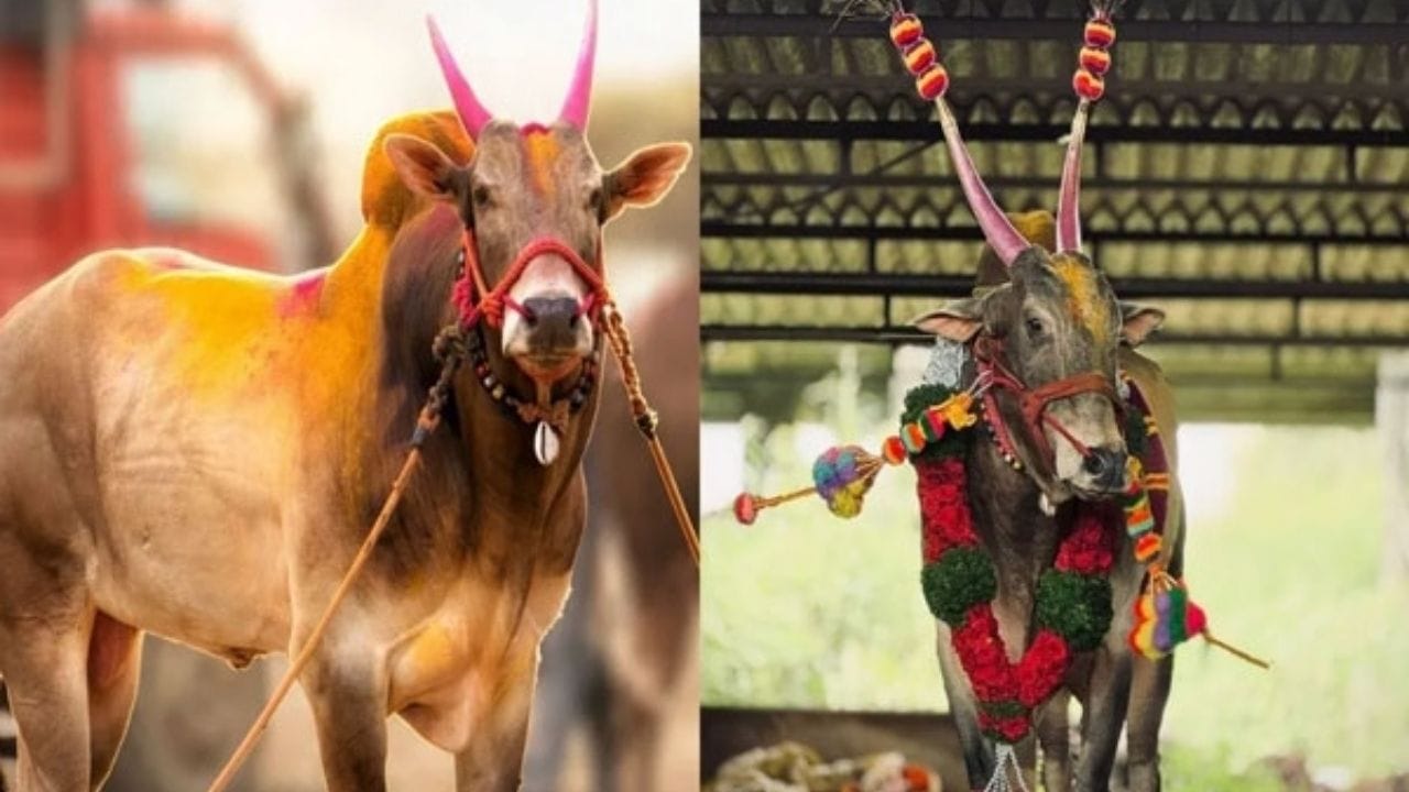 6 ते 7 थार, 2 स्कॉर्पिओ, 3 जेसीबी, 8 ट्रॅक्टर, अनेक दुचाकी जिंकून देणाऱ्या ओम्याचा खुराक काय होता ? ऐकाल तर चाट पडाल 6 ते 7 थार, 2 स्कॉर्पिओ, 3 जेसीबी, 8 ट्रॅक्टर, अनेक दुचाकी जिंकून देणाऱ्या ओम्याचा खुराक काय होता ? ऐकाल तर चाट पडाल