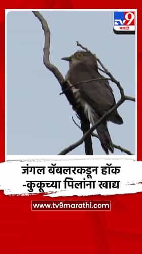 जंगल बॅबलरकडून हॉक-कुकूच्या पिलांना खाद्य