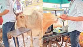 पाणीपुरी खायला नाही दिली तर खायला मागणारी गाय..
