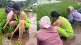 वाढदिवसानंतर प्राजक्ता माळी थेट शेतात, मातीत उतरून केली भाताची लागवण.