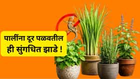 पालींना दूर पळवतात ही 5 सुंगधित झाडे ! गॅलरीत लावा चिंतामुक्त व्हा....