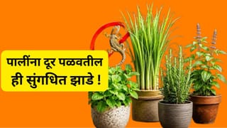 पालींना दूर पळवतील ही 5 सुंगधित झाडे ! घराच्या गॅलरीत लावा चिंतामुक्त व्हा…