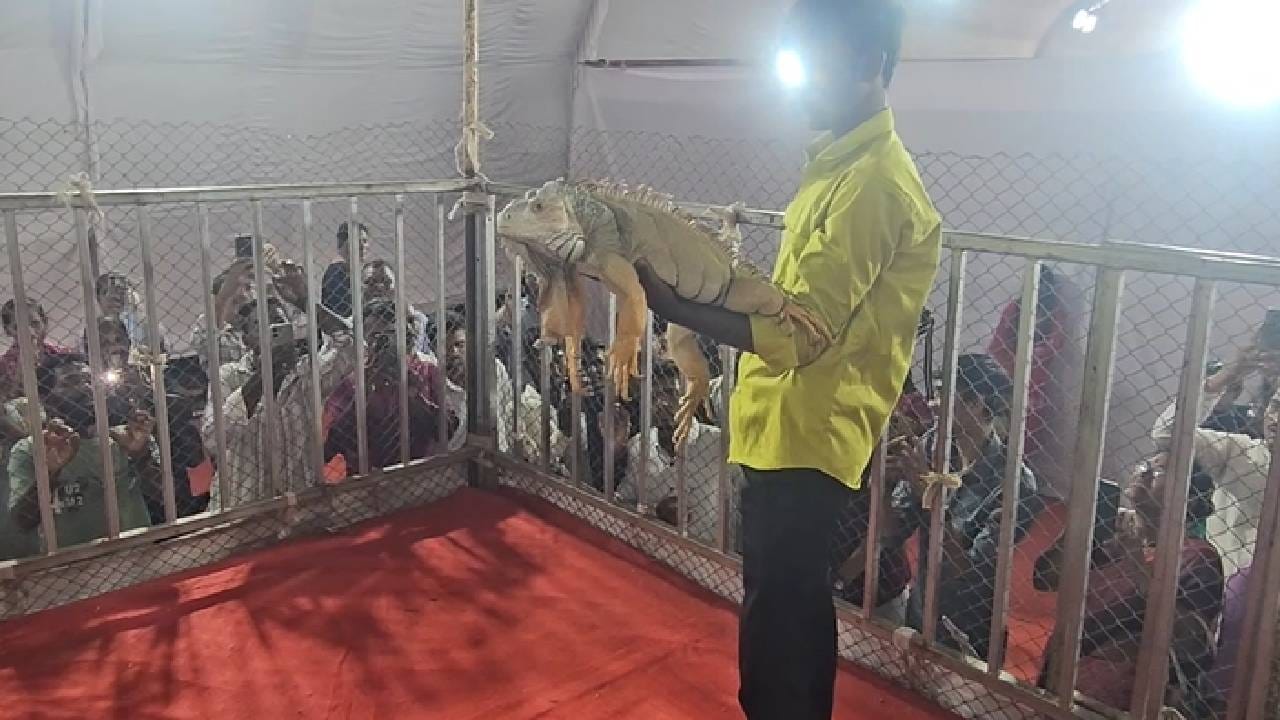 आपल्या वैशिष्ट्यपूर्ण आकारामुळे आणि अनोख्या रूपामुळे ‘टॉनी’ने प्रदर्शनात येणाऱ्या लहानांपासून मोठ्यांपर्यंत सर्वांचे लक्ष वेधून घेतले आहे. त्यामुळे कृषी प्रदर्शनात सध्या ‘टॉनी’चीच जोरदार चर्चा रंगली आहे.