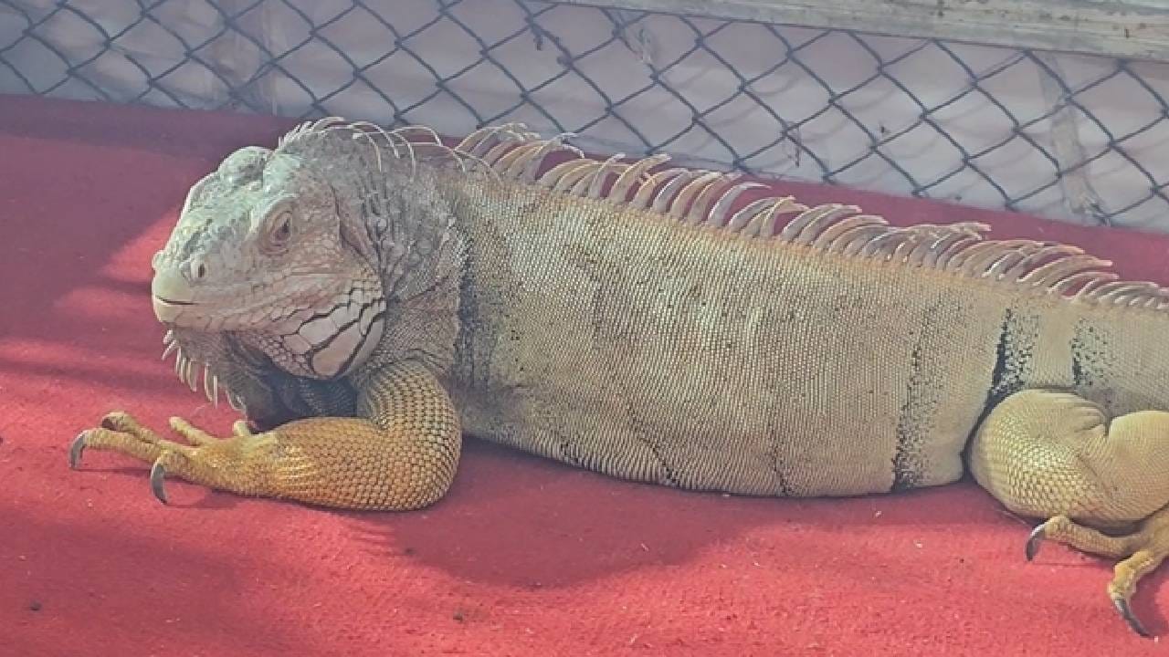 ‘टॉनी’ची लांबी तब्बल साडेपाच फूट असून त्याचे वजन 23 किलो आहे. आकाराने मोठा असल्याने इतर प्राण्यांच्या तुलनेत हा इगुआना प्रदर्शनातील वेगळेच आकर्षण ठरत आहे.