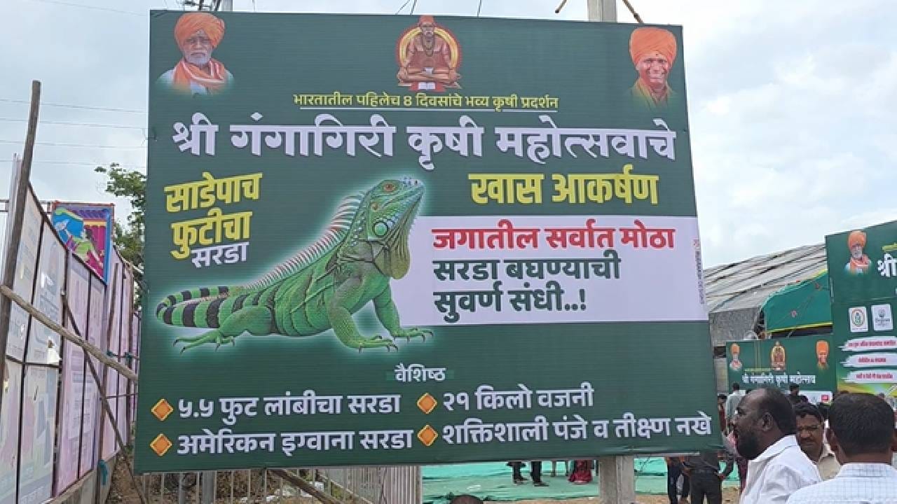 गंगागिरी महाराजांच्या सप्ताहानिमित्त भरवण्यात आलेल्या भव्य कृषी प्रदर्शनात विविध कृषी उत्पादने, प्रात्यक्षिके आणि उपक्रमांसोबतच ‘टॉनी’ला पाहण्यासाठीही नागरिकांची मोठी गर्दी होत आहे.