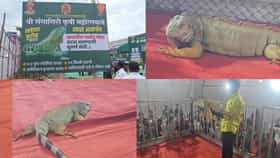 अंगावर काटे, लांब शेपटी अन् 23 किलो वजन... कृषी प्रदर्शनात ‘टॉनी’ची धूम