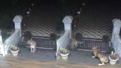 बिबट्याने कुत्र्यावर झडप घातली, पण पुढच्याच क्षणी घडलं भलतंच.
