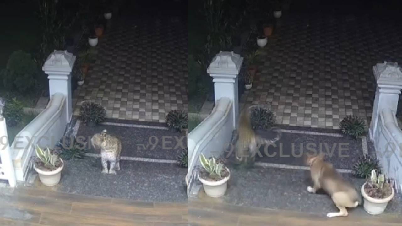 Video : कुत्रा आणि बिबट्यात लढाई, बाजी मारली कुत्र्याने; व्हिडीओ एकदा पाहाच ! Video : कुत्रा आणि बिबट्यात लढाई, बाजी मारली कुत्र्याने; व्हिडीओ एकदा पाहाच !