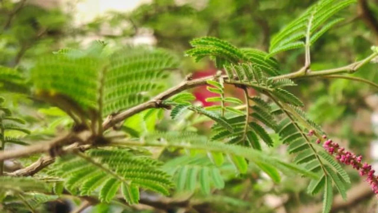 वास्तुशास्त्रानुसार शमीचे झाड अत्यंत शुभ मानले जाते. जर तुम्ही खूप मेहनत करूनही सर्व काही व्यवस्थित करूनही पैसे कमवू शकत नसाल, तर मान्यतेनुसार तुम्ही तुमच्या घरात शमीचे झाड लावले पाहिजे.