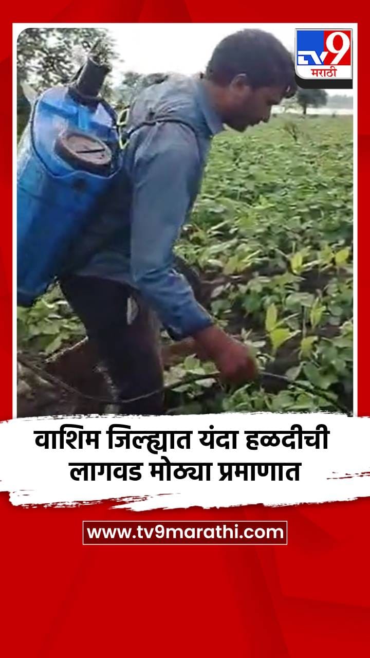 वाशिम जिल्ह्यात यंदा हळदीची लागवड मोठ्या प्रमाणात-1724940