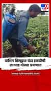 वाशिम जिल्ह्यात यंदा हळदीची लागवड मोठ्या प्रमाणात