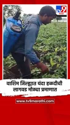 वाशिम जिल्ह्यात यंदा हळदीची लागवड मोठ्या प्रमाणात-1724940
