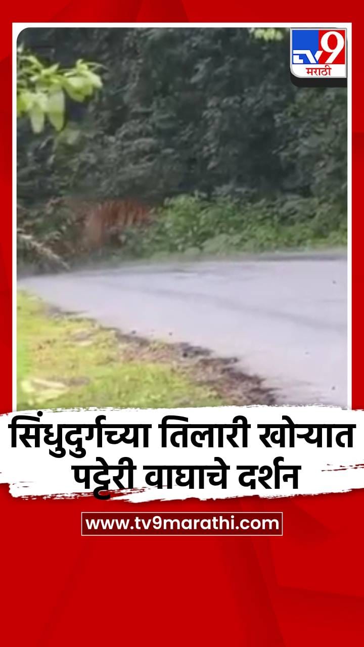 सिंधुदुर्गच्या तिलारी खोऱ्यात पट्टेरी वाघाचे दर्शन-1731048