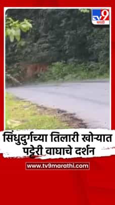 सिंधुदुर्गच्या तिलारी खोऱ्यात पट्टेरी वाघाचे दर्शन-1731048