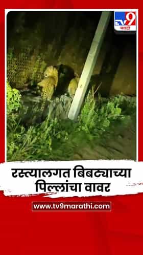शिरूर तालुक्यात रस्त्यालगत बिबट्याच्या पिल्लांचा वावर