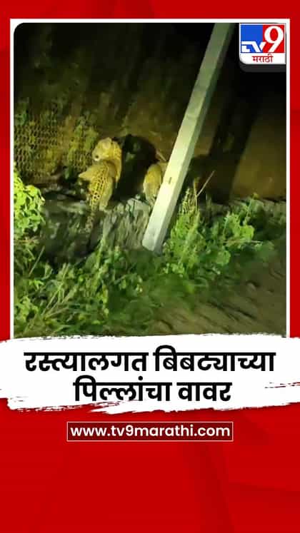 शिरूर तालुक्यात रस्त्यालगत बिबट्याच्या पिल्लांचा वावर-1741385