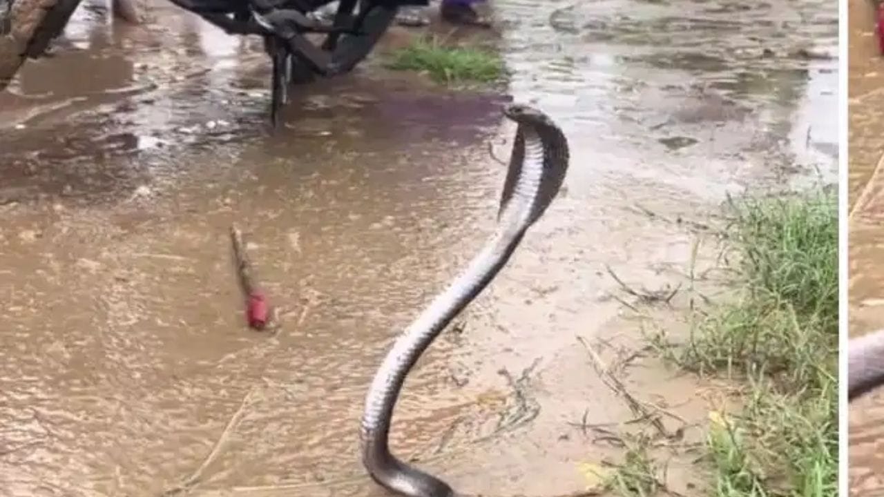 हा द्रव पदार्थ म्हणजे सापांचा कर्दनकाळच, महिन्यातून फक्त एकदा शिंपडा, पुन्हा आयुष्यात साप दिसणार नाही हा द्रव पदार्थ म्हणजे सापांचा कर्दनकाळच, महिन्यातून फक्त एकदा शिंपडा, पुन्हा आयुष्यात साप दिसणार नाही
