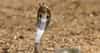 Snakes Safety Tips : विषारी साप घरापासून दूर पळतील; 5 झाडे ठरतील फायदेशीर, जाणून घ्या