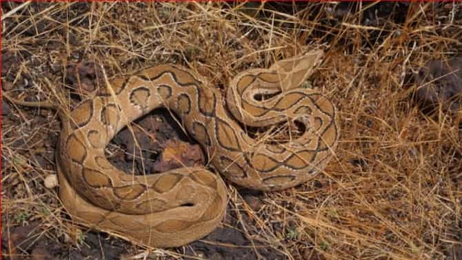 ही वस्तू वर्षातून फक्त एकदाच जाळा; साप आयुष्यात पुन्हा कधीच घरात येणार नाही, परिसरातूनही होईल गायब