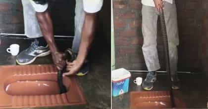 टॉयलेटमध्ये होता भलामोठा साप, अन् कुटुंब घरात... पुढे जे झालं, VIDEO