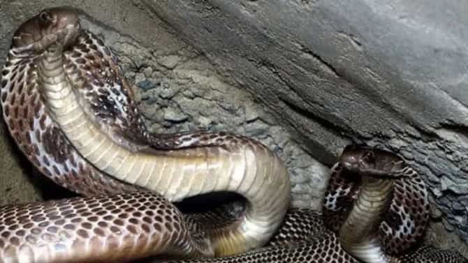 Snake : साप पुन्हा आयुष्यात तुमच्या घराकडे फिरकणार नाही, आदिवासी लोकांची ही खास ट्रीक प्रत्येकाला माहिती हवीच
