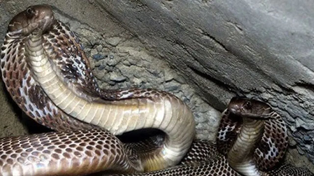 Snake : साप पुन्हा आयुष्यात तुमच्या घराकडे फिरकणार नाही, आदिवासी लोकांची ही खास ट्रीक प्रत्येकाला माहिती हवीच Snake : साप पुन्हा आयुष्यात तुमच्या घराकडे फिरकणार नाही, आदिवासी लोकांची ही खास ट्रीक प्रत्येकाला माहिती हवीच