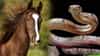 Snake Venom : साप चावल्यावर घोडा वाचवतो माणसाचा जीव, पण कसं शक्य आहे? वाचा A टू Z