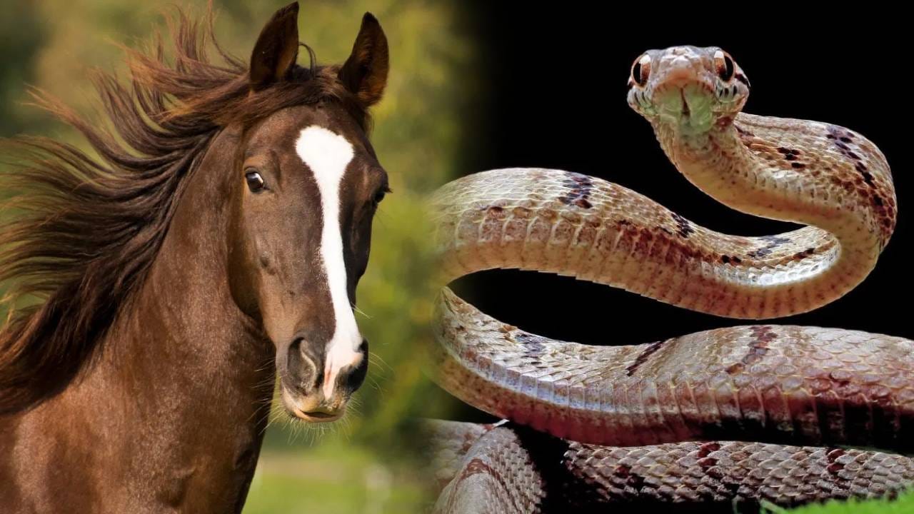 Snake Venom : साप चावल्यावर घोडा वाचवतो माणसाचा जीव, पण कसं शक्य आहे? वाचा A टू Z Snake Venom : साप चावल्यावर घोडा वाचवतो माणसाचा जीव, पण कसं शक्य आहे? वाचा A टू Z