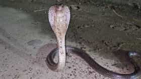 Snake Safety Tips In Monsoon : कारच्या इंजिनापासून टॉयलेटपर्यंत… पावसाळ्यात साप इथेच का लपतात?